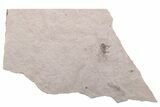 Fossil Fly (Diptera) - Ruby River Basin, Montana #216547-1